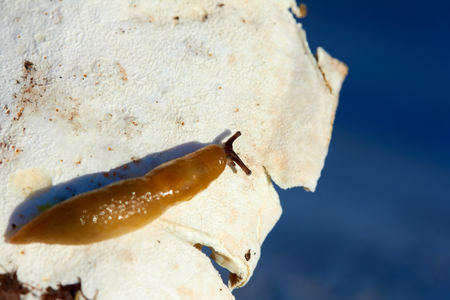 Disgusting slug on mushrooms. Harmless to humans, dangerous to agricultural plantsの写真素材