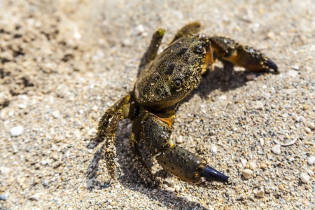 Crab