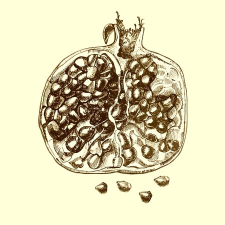 Beautiful juicy pomegranateのイラスト素材