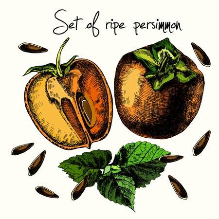 Set of ripe persimmon. Illustrations. Vector.のイラスト素材