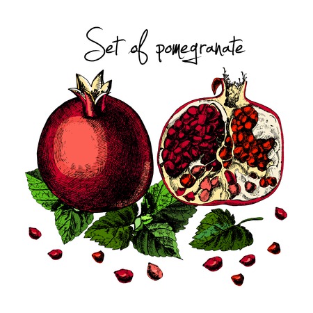 Set of pomegranate. Illustrations. Vector. Hand drawing.のイラスト素材