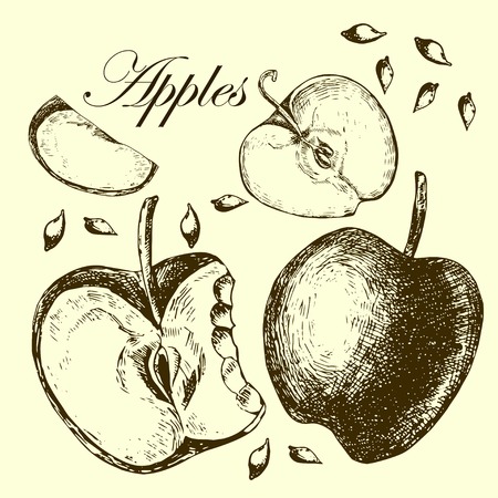 Set of drawing apples.  Illustrations. Vector.のイラスト素材
