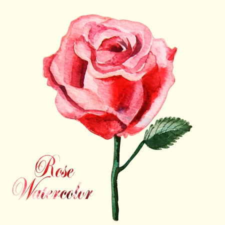 Beautiful watercolor rose on a white backgroundのイラスト素材
