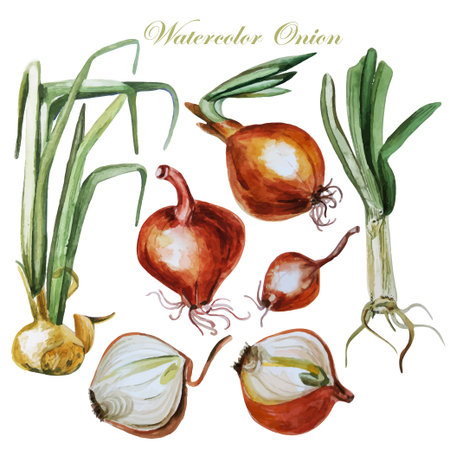 Set of watercolor onion. Illustrations.のイラスト素材