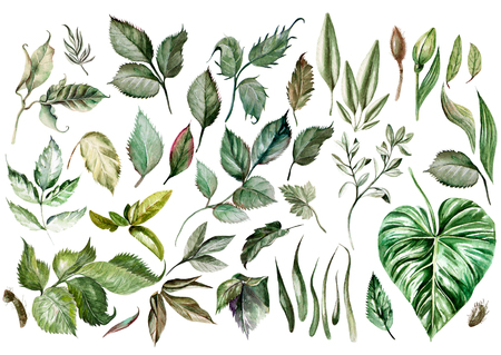 Watercolor set. Wild forest. Leaves. Illustrationの写真素材