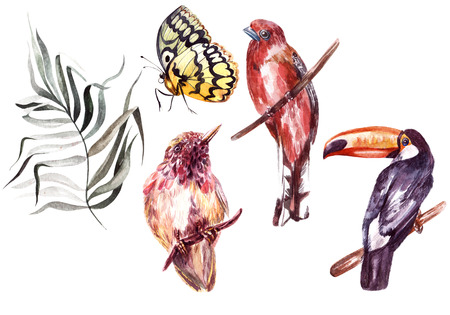 Watercolor set with different tropical birds, butterflies and plants. Illustrationの写真素材