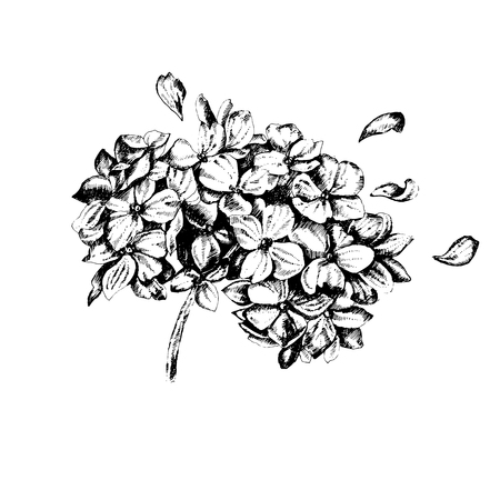 Hand drawing Hudrangea flowers set. Vector floral illustration  isolated on white background. For design and textile.のイラスト素材