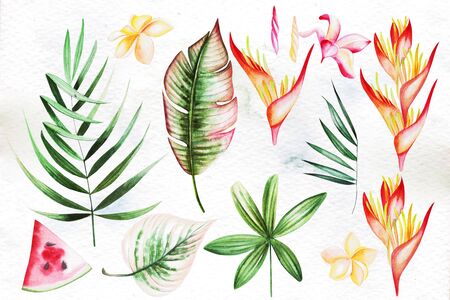 Watercolor set with tropical leaves, flowers. Illustrationの写真素材