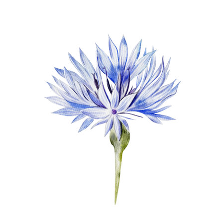 Watercolor drawing of Ukrainian wildflower cornflower. Illustrationの写真素材