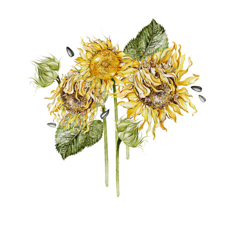 Watercolor bouquet with sunflowers and leaves. Illustrationの写真素材