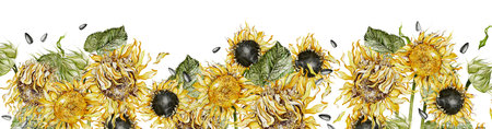 Watercolor borders with sunflowers and leaves. Illustrationの写真素材