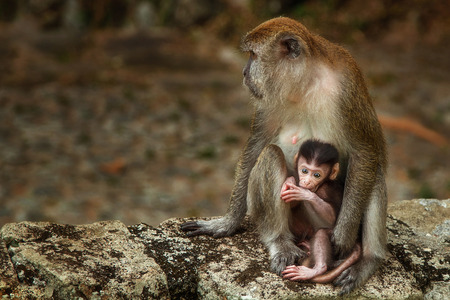 Macaque family in wild forest of Malaysia