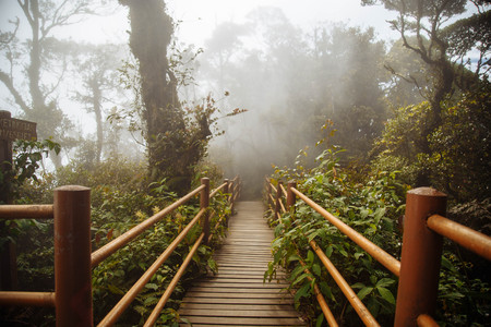 Forest bridge road over jungleの写真素材