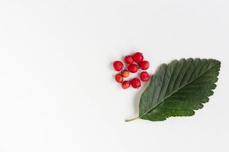 autumn composition on white backgroundの写真素材