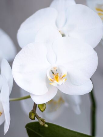 flowers of white orchid, white orchidの写真素材