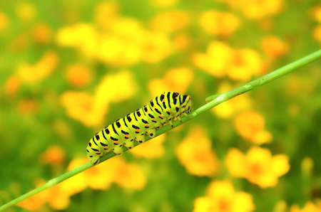 Caterpillarの写真素材