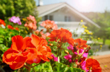 Balcony flowers in sunshineの写真素材