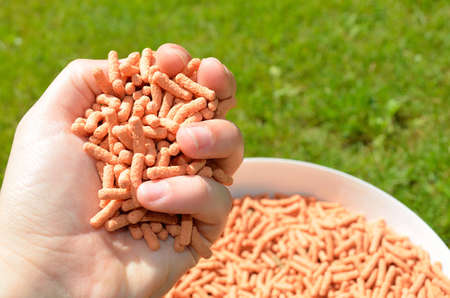 Fish food holding in hand