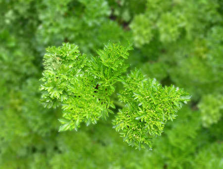 Basilの写真素材