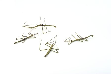 Group of dead dried stick-insects.
