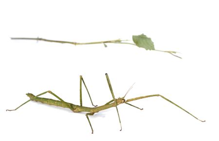 Mimicry : It is an example of adaptation. Stick insect resembles tree branch.