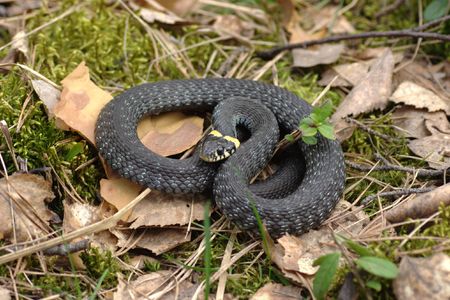 Grass-snake (Natrix natrix)  one of the most common non-venomous snakeの写真素材