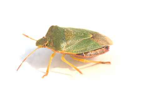 Green shield-bug (Acanthosoma labiduroides) on white background. It could  produce unpleasant smell in your hands  の写真素材
