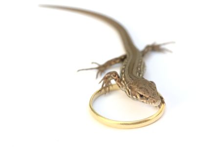 lizard with wedding ring  の写真素材