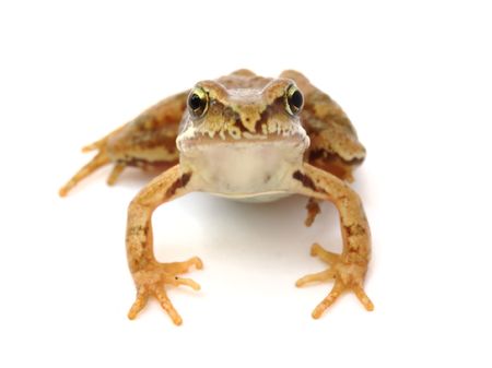 Young grass frog - Rana temporaria 