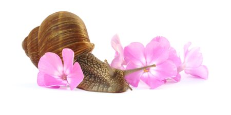 grape snail moving throw phlox flowers  の写真素材