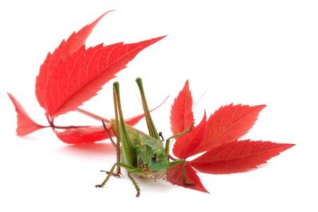 Autumn scene with grasshopperの写真素材