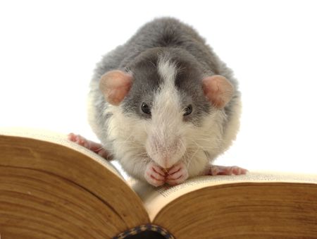 domestic rat sitting on opened ancient book の写真素材
