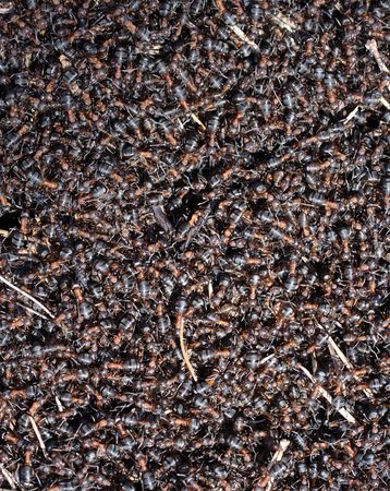 anthill background of Formica sp. (probably Formica rufa)の写真素材