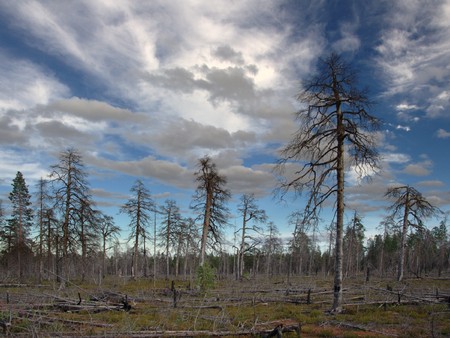 Forest landscape. Big fire was there 7 years ago. Oleniy island, White Sea, Russia. の写真素材
