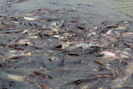 Large school of catfish