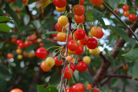 Branch of a sweet cherry with unripe berries