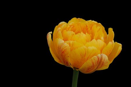 The yellow tulip isolated on a black backgroundの写真素材