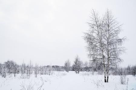 Winter landscape with trees in the forestの写真素材