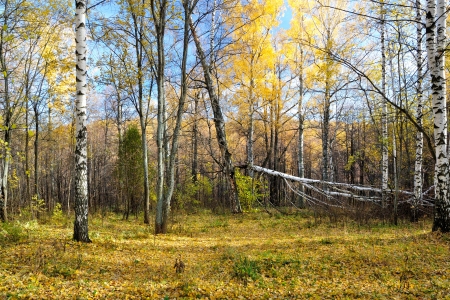 Birchwood in the autumn. Leaf fall.の写真素材