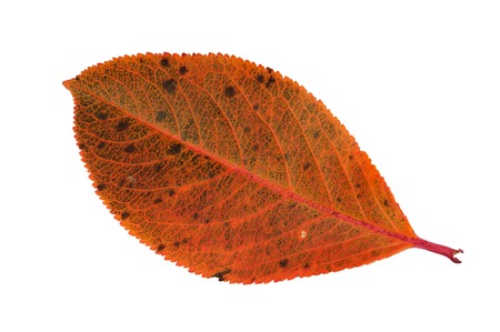 Colorful autumn leaf isolated on white background.の写真素材