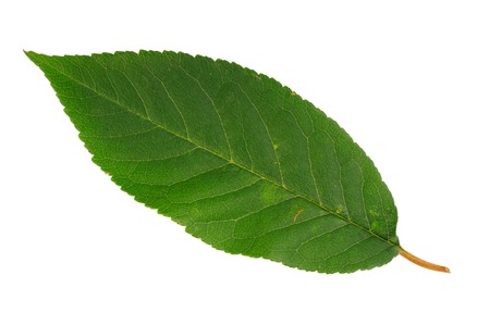 Colorful autumn leaf isolated on white background.の写真素材