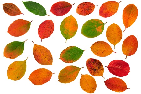 Set of colorful autumn leaf isolated on white background.