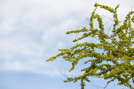 Tree stick against blue sky background の写真素材