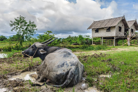 Livestock farmer in Thailand or Asia Animals are a major force in the rainy season And abstain from...
