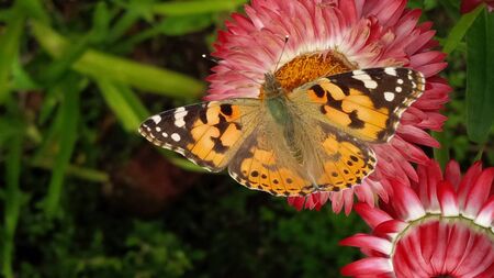 butterflyのeditorial素材