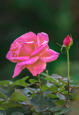 Dewy pink rose and flower bud close-upの写真素材