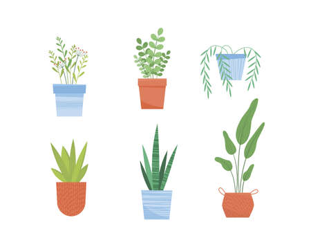 Set of six house plants vector illustrationのイラスト素材