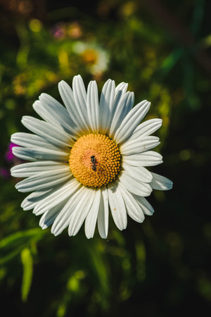 Romashkaの写真素材