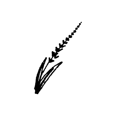 Vector hand drawn sketch of lavender branch. Element for design labels, logo, packages, textile and otherのイラスト素材