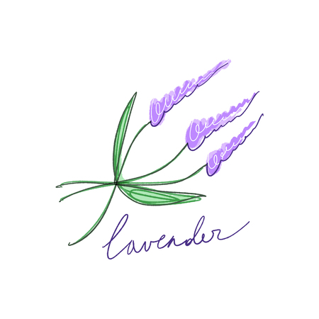 Vector watercolor isolated lavender bouquet. Floral elements for design.のイラスト素材